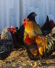 D4833-1hens.jpg image