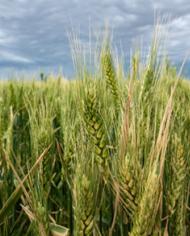 USDAwheat.jpg image