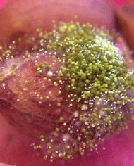 Aspergillus flavus fungus on a peanut.
