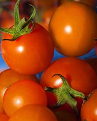 Orange tomatoes on the vine