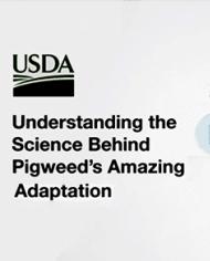 pigweedCard.jpg image