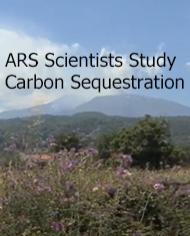CarbonSequestration.jpg (1) image