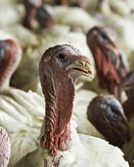 TurkeyProducers.jpg image