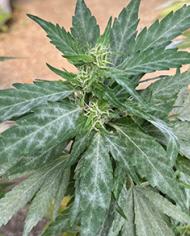 Powdery mildew on a hemp plant.