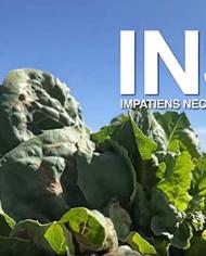 ImpatienVirusEmail.jpg image