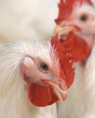 A close up of two chickens