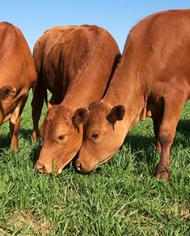 Cattle grazing
