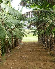 Plantains