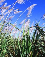 sugarcane field