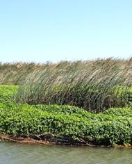 Alligator weed clogs a creek.