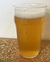 A glass of kernza beer with kernza grains spread around it.