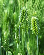 Sunlight falls on green wheat plants growing outdoors
