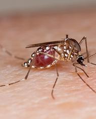 Aedes aegypti mosquito