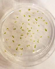 Immature Arabidopsis thaliana seeds in a petri dish