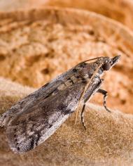Navel orangeworm moth. (Photo by Peggy Greb, D1719-1)