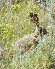A jackrabbit in the Great Basin