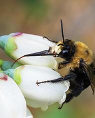 Chimney bee on a white flower.
