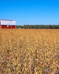 A barn in a field of soybeans. 