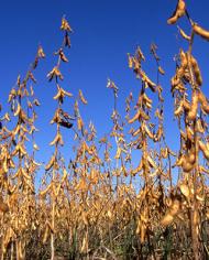 A field of soybeans.