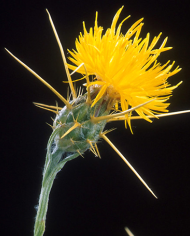 Yellow star thistle. 