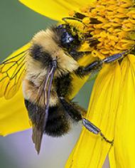 A rusty patched bee on a yellow flower