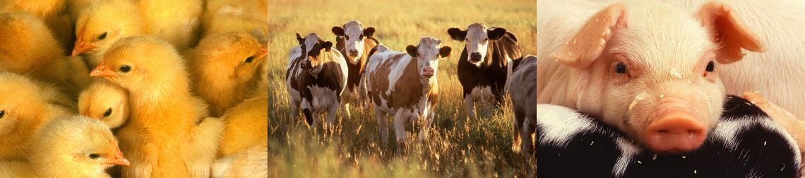 A group of chicks, cows in a field, and a piglet.